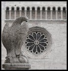 aquila che vigila