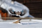 Ho cercato un ambientazione un po diversa per questa immagine.

Conoscendo le abitudini di queste ghiandaie che la portano spesso a contatto con le zone rurali ho messo sullo sfondo una baita alpina sommersa dalle ultime nevicate.

Mi piace la posa incorniciata perfettamente nel tetto innevato, in cui inoltre, spiccano perfettamente le caratteristiche striature Blu che la rende cosi popolare tra la gente.

Ciao

Gerardo