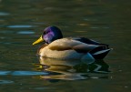 Al-parco_342