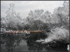 . . . riflessi ghiacciati ...