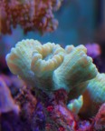 Caluastrea in acquario(LPS large polyped scleractinia)
1/60 F7.1 400ISO
Foto ripresa da cavalletto con illuminazione artificiale(Canon 450D Obiettivo Canon 18-55 1:3,5-5,6
Lunghezza focale 55mm F5.6 1/30''
Illuminazione: Lampade da acquario (2XNeonT5 24W 14000K,2XNeonT5 24W, 18000K,4XNeon T5 39W 14000K,1 HQI 250W 10000K)