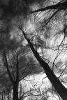 verso il cielo