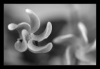 Eliche