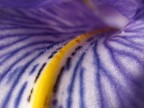 Violethill