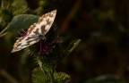 farfalla