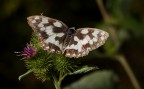 farfalla