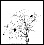 una ricerca di controluce per vedere in modo diverso l'autunno. una serie di fotografie un bianco nero estremo, che ne dite? consigli e critiche sempre ben accette