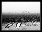 ...IN THE FOG...