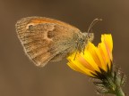 Maniola jurtina - Satiride