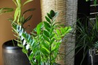 natura in home