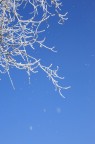 Ultima neve