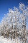 Campagna bianco