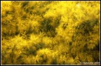 Mimosa