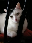 home cat#2