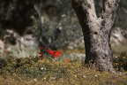 Papaveri