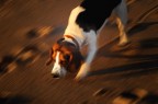 rufus panning