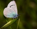 Farfalla di maggio