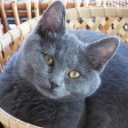 nel cestino nel cestino