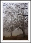 L'Albero Pio