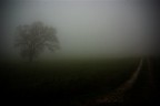 nella nebbia