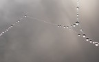 Perle d'acqua