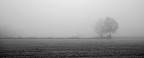 campi nella nebbia