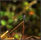 libellula