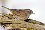 Passera Scopaiola Passera Scopaiola