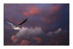 volo via