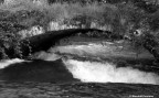 Ponte