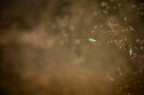 atmosfera barocca per questo esserino