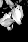 petali