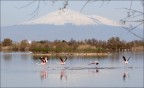 Riserva naturale saline di Priolo - Siracusa -