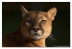 Felino