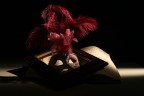 musica e vanit