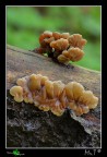 Funghi in compagnia....