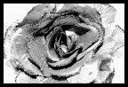 rosa b/n