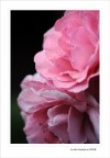 Un palpito in rosa....