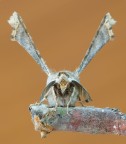 Falena