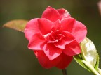 70-200mm f/4