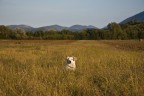 La mia cagnolina giocava a nascondersi nell'erba alta ehehe...

ogni commento o critica  sempre gradito...