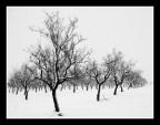 ...LA NEVICATA...