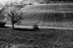 Fields#1