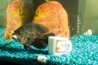 Astronotus Ocellato - Tiger Oscar