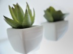 Cactus......