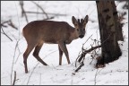 capriolo nel bosco