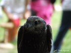 falco