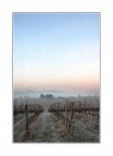 Brina all'alba