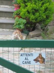 attenzione, gatto mordace!