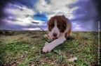 The rest of the dog